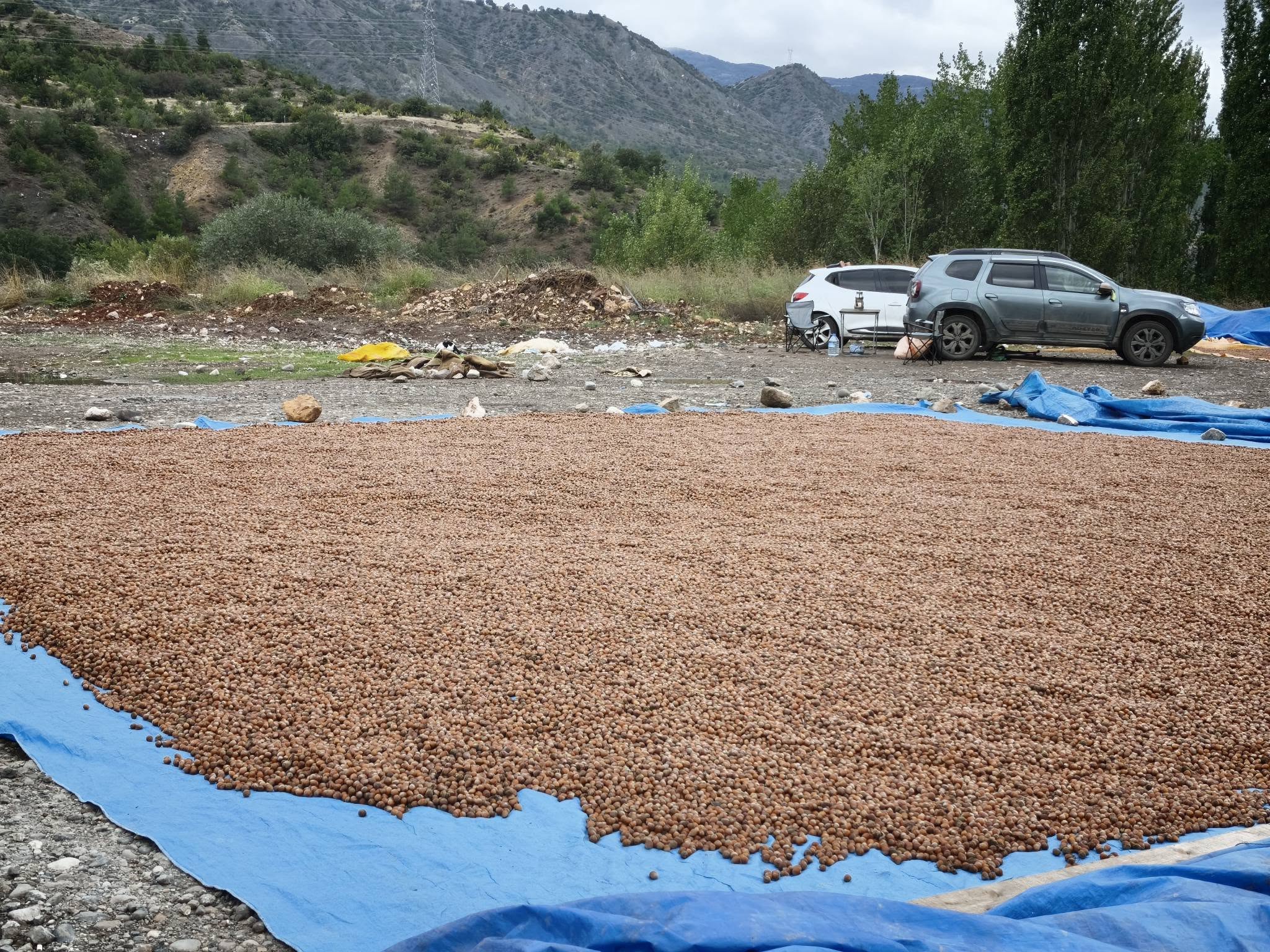 Ordulu fındıkçının yağmur çilesi! Çuvalları yükleyip Sivas’a sığındılar ama...
