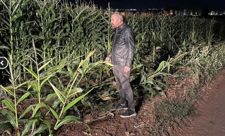 Sivas’ta domuz sürüsü çiftçiyi tarlasına nöbetçi yaptı