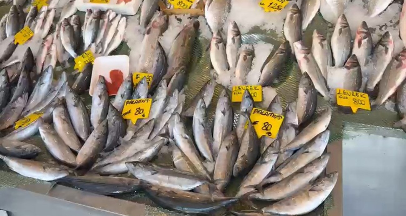 Palamutta 25 sene önceki bolluk yaşanıyor