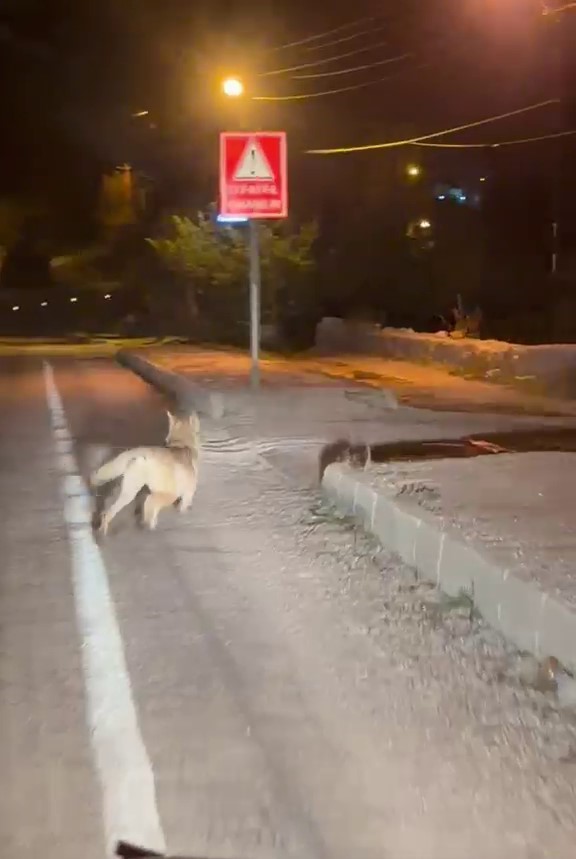 Şehre inen kurdu otomobiliyle kovaladı