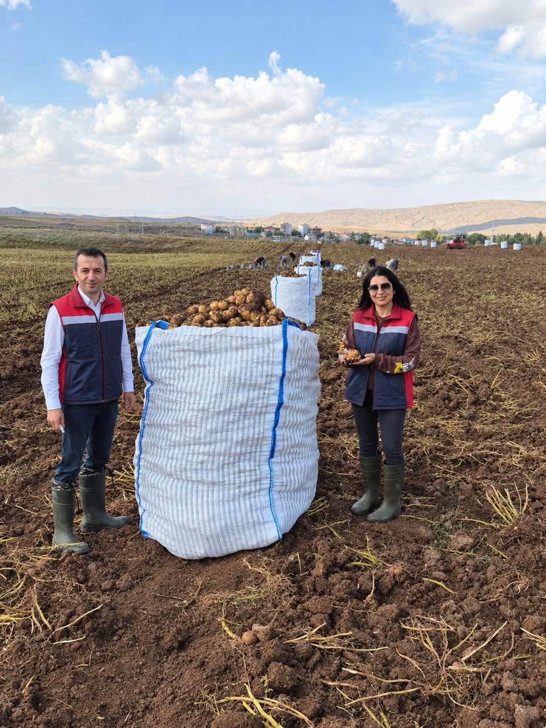 Sivas'ta patates üreticilerine müjde! Kaliteli tohum için ekipler sahaya indi!
