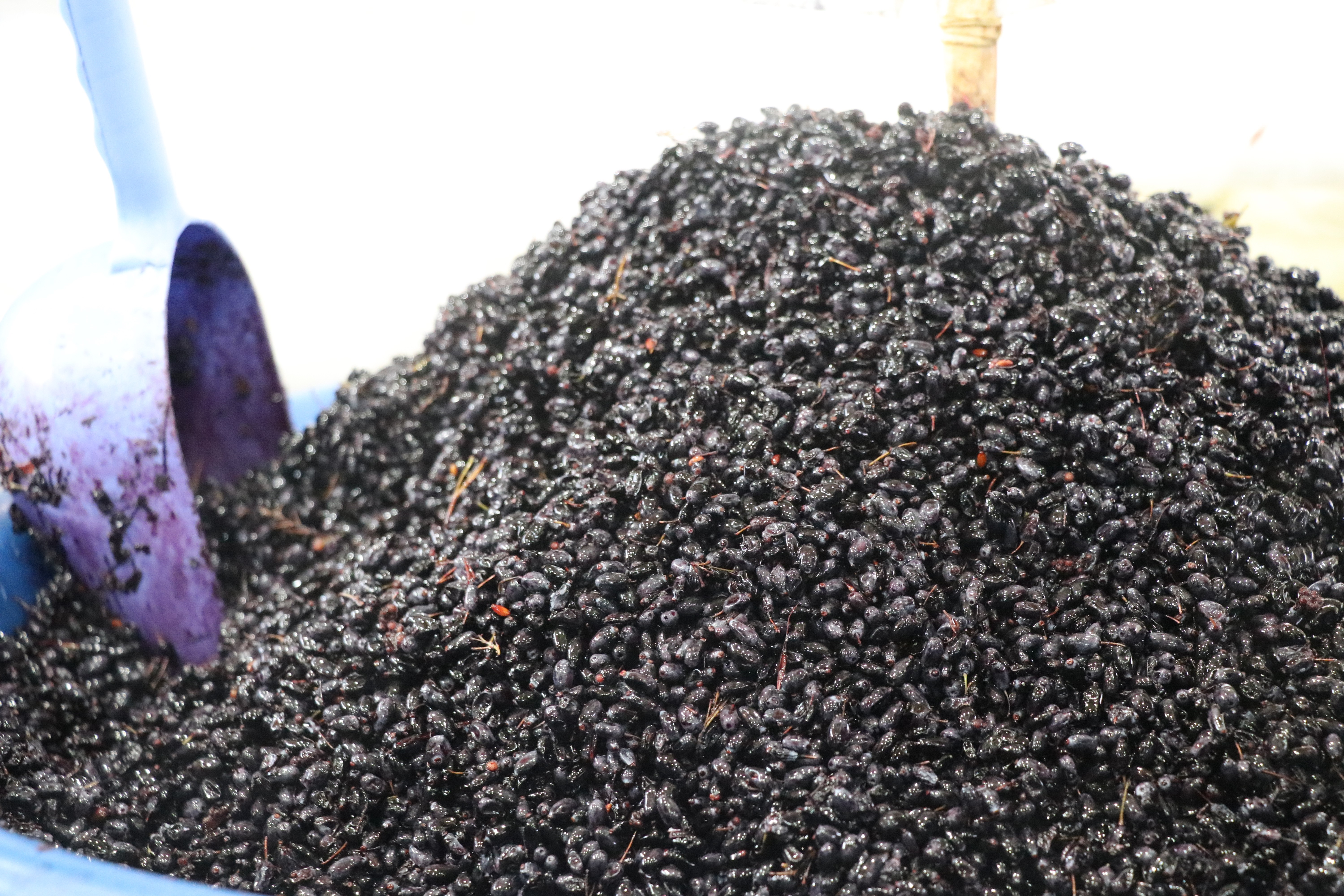 Tezgahlarda yerini aldı! Fiyatı 70-100 TL arasında değişiyor