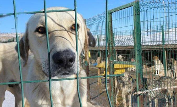 İçişleri Bakanlığından barınaklarda kötü muameleye geçit yok! 7 belediye başkanı ve 74 görevliye soruşturma izni
