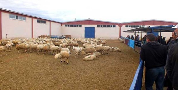 Markalaşamama Alışkanlığı Devam Ediyor
