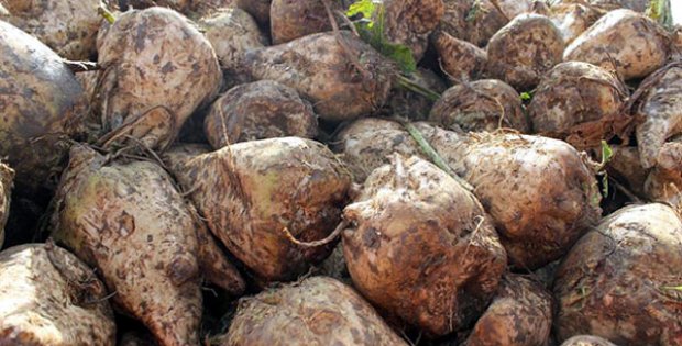 Malatya Şeker Fabrikası Sivas´a Mı Taşınacak