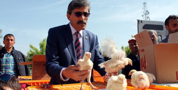 Ziraat Odası´ndan Çiftçilere Civciv Desteği