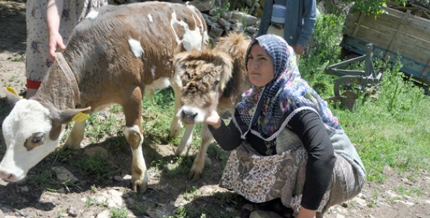 Buda Bücür İnek