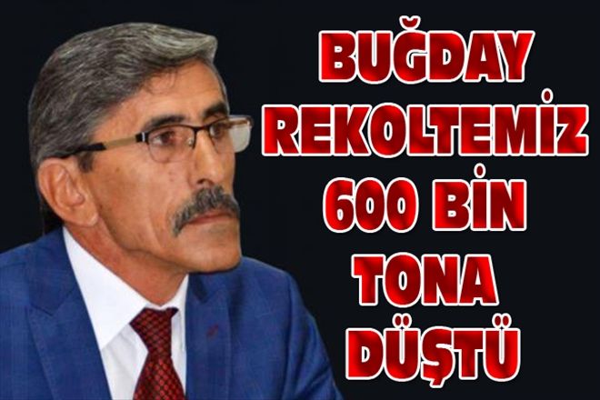 BUĞDAY REKOLTEMİZ 600 BİN TONA DÜŞTÜ