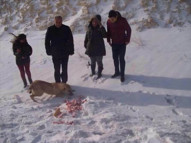 Gürün´de yaban hayvanları için doğaya yiyecek bırakıldı