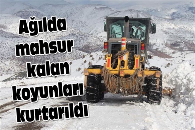 Ağılda mahsur kalan koyunları kurtarıldı