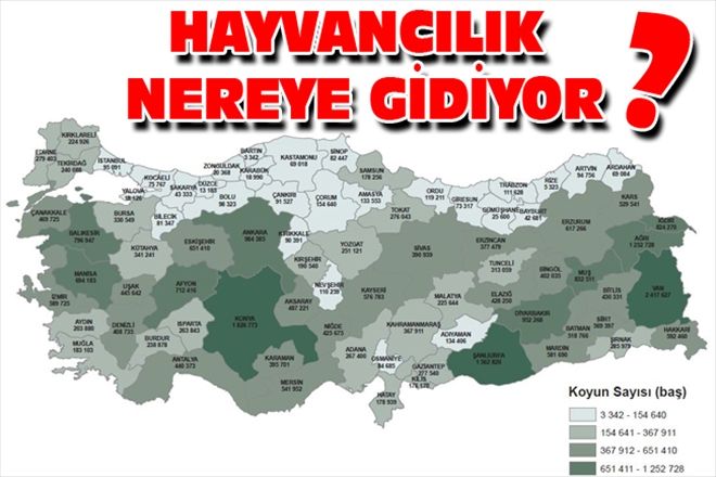 HAYVANCILIK NEREYE GİDİYOR
