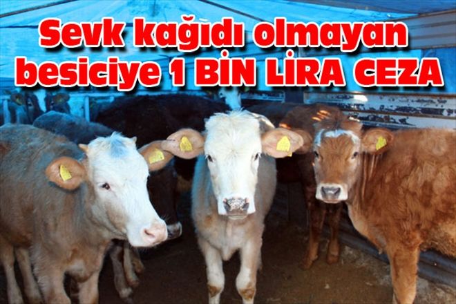 Sevk kağıdı olmayan besiciye  1 BİN LİRA CEZA