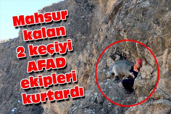 Mahsur kalan 2 keçiyi AFAD ekipleri kurtardı