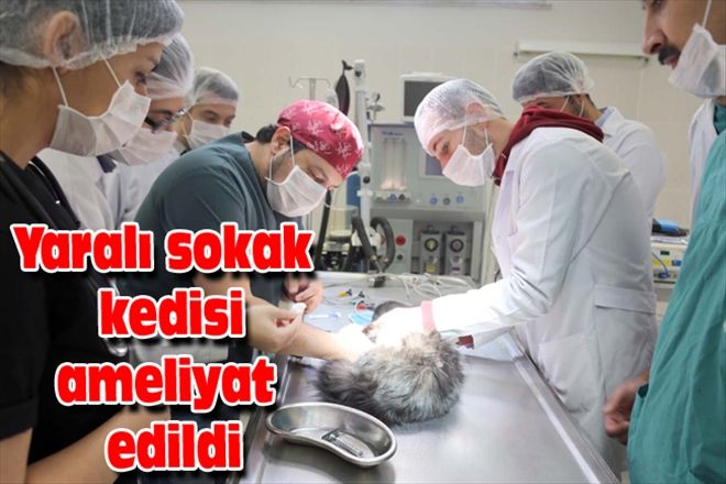 Yaralı sokak kedisi ameliyat edildi