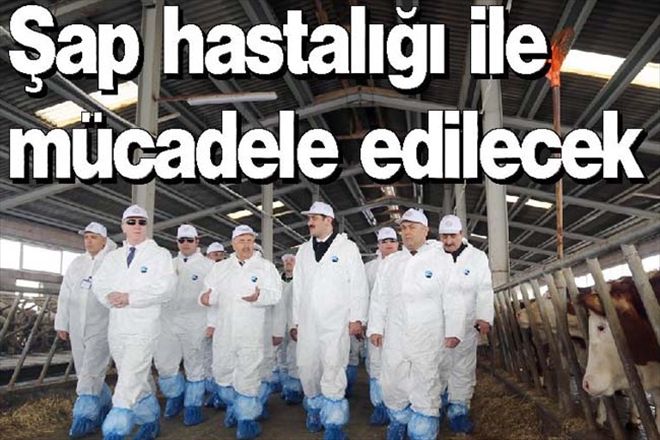 Şap hastalığı ile mücadele edilecek