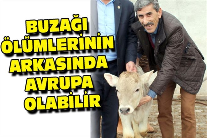 BUZAĞI ÖLÜMLERİNİN ARKASINDA AVRUPA OLABİLİR