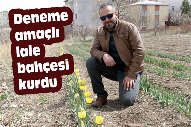 Deneme amaçlı lale bahçesi kurdu