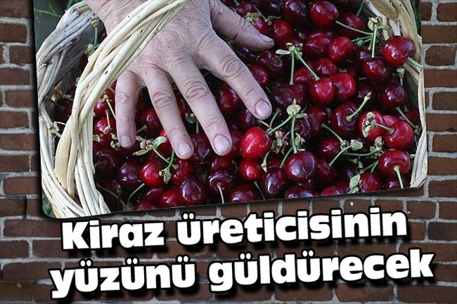Kiraz üreticisinin yüzünü güldürecek