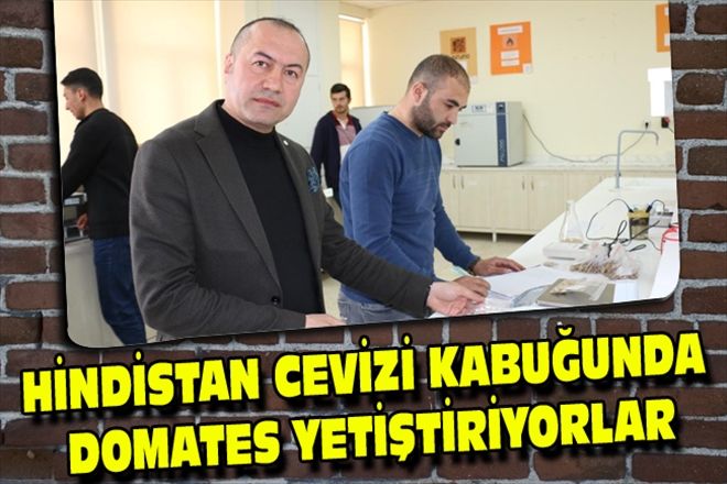 HİNDİSTAN CEVİZİ KABUĞUNDA DOMATES YETİŞTİRİYORLAR
