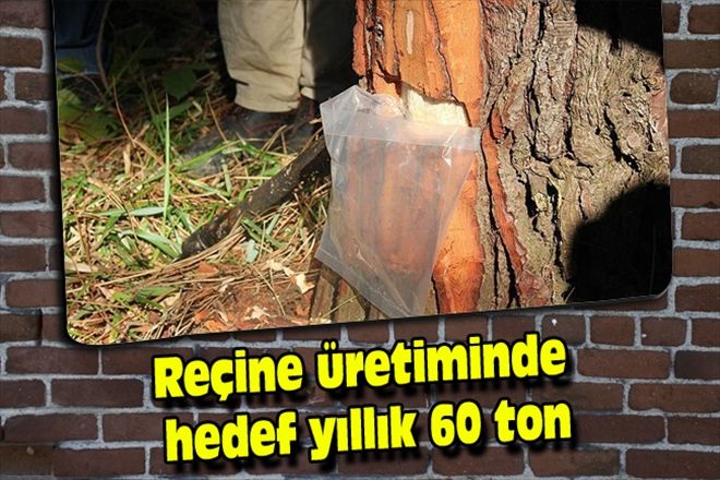 Reçine üretiminde hedef yıllık 60 ton