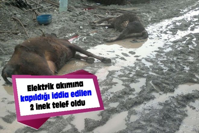 Elektrik akımına kapıldığı iddia edilen 2 inek telef oldu