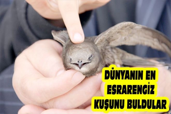 DÜNYANIN EN ESRARENGİZ KUŞUNU BULDULAR