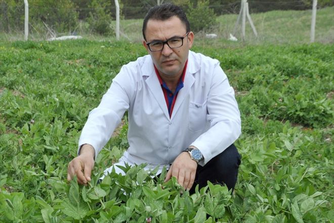 Soğuk ve kuraklığa dayanıklı buğday´ 