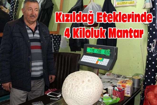 Kızıldağ Eteklerinde 4 Kiloluk Mantar 