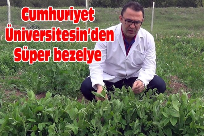 Cumhuriyet Üniversitesin´den Süper bezelye 