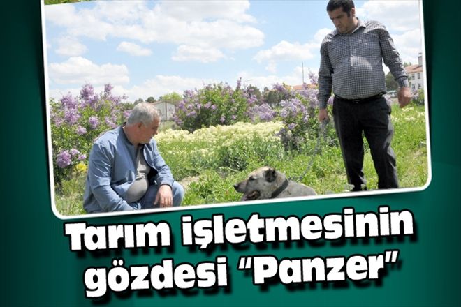 Tarım işletmesinin gözdesi Panzer 