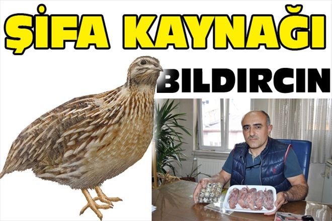 ŞİFA KAYNAĞI BILDIRCIN