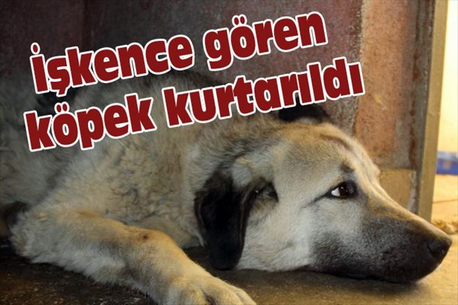 İşkence gören köpek kurtarıldı