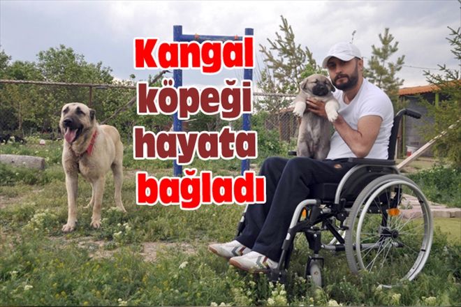 Kangal köpeği hayata bağladı