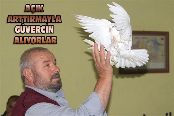 AÇIK ARTTIRMAYLA GÜVERCİN ALIYORLAR