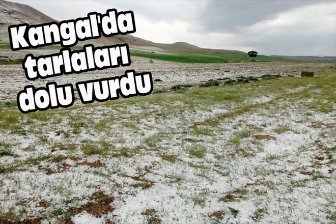 Kangal´da tarlaları dolu vurdu