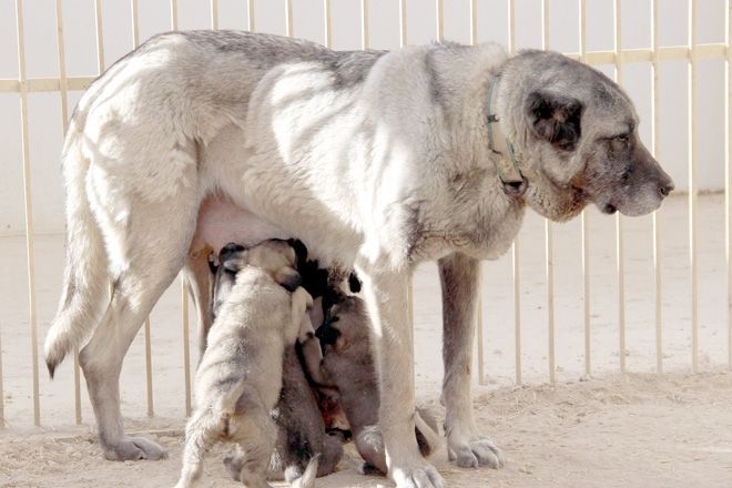 HAZIR SÜT KANGAL YAVRULARINI ÖLDÜRÜYOR 