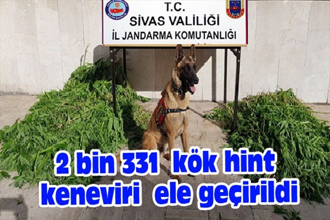 2 bin 331  kök hint keneviri  ele geçirildi