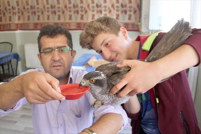 Yaralı doğan koruma altına alındı