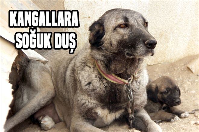 Kangallara soğuk duş