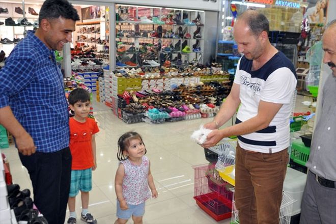 Adı domuz domuz değil sincaba benziyor sincap değil