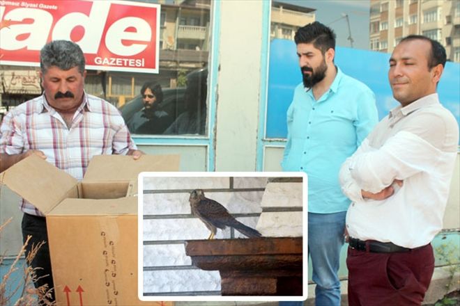 YOLUNU KAYBEDEN YAVRU KUŞ  TERASA SIĞINDI