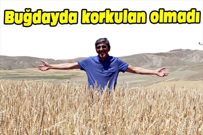 Buğdayda korkulan olmadı