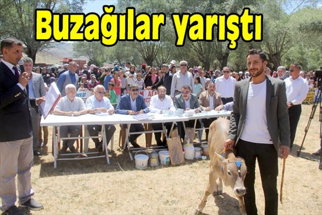 Buzağılar yarıştı