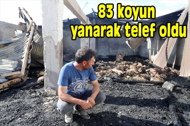 83 koyun yanarak telef oldu