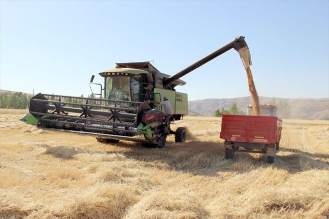Biçerdöverler buğday tarlalarına girdi