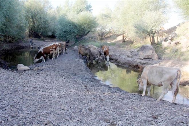 Çöl sıcakları nehri kuruttu