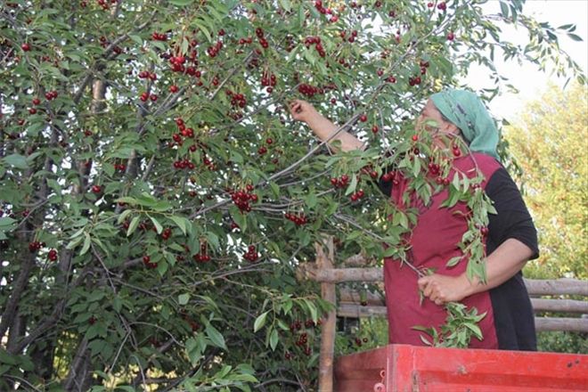 40 ton vişne  ağaç dallarında çürüyor