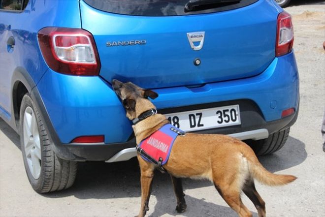 Jandarma kaçakçılara göz açtırmadı