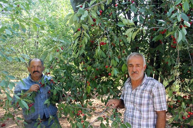 Haber olunca vişneler satıldı