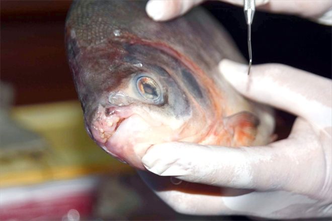 Pirana´ değil ´Pacu´ çıktı 